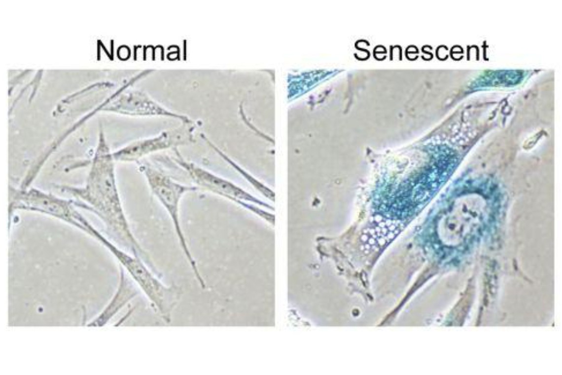 Pensum Regenerative Medicine