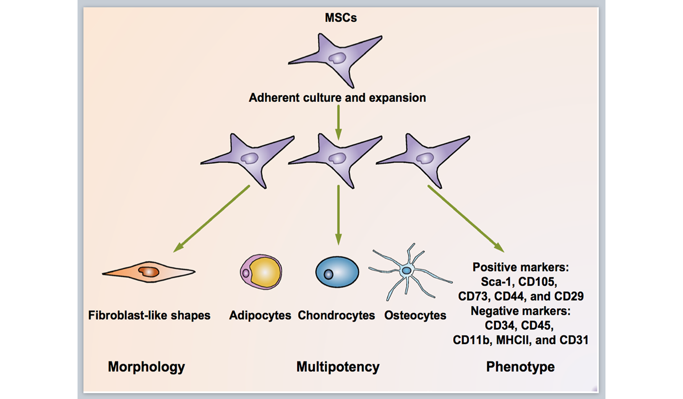 Mesenchymal Stem Cells [MSCs]