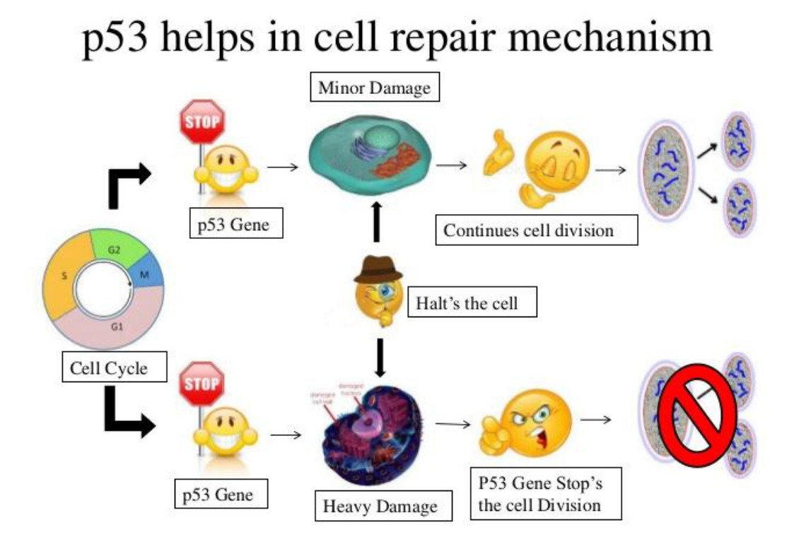 p53 helps in cell repair mechanism