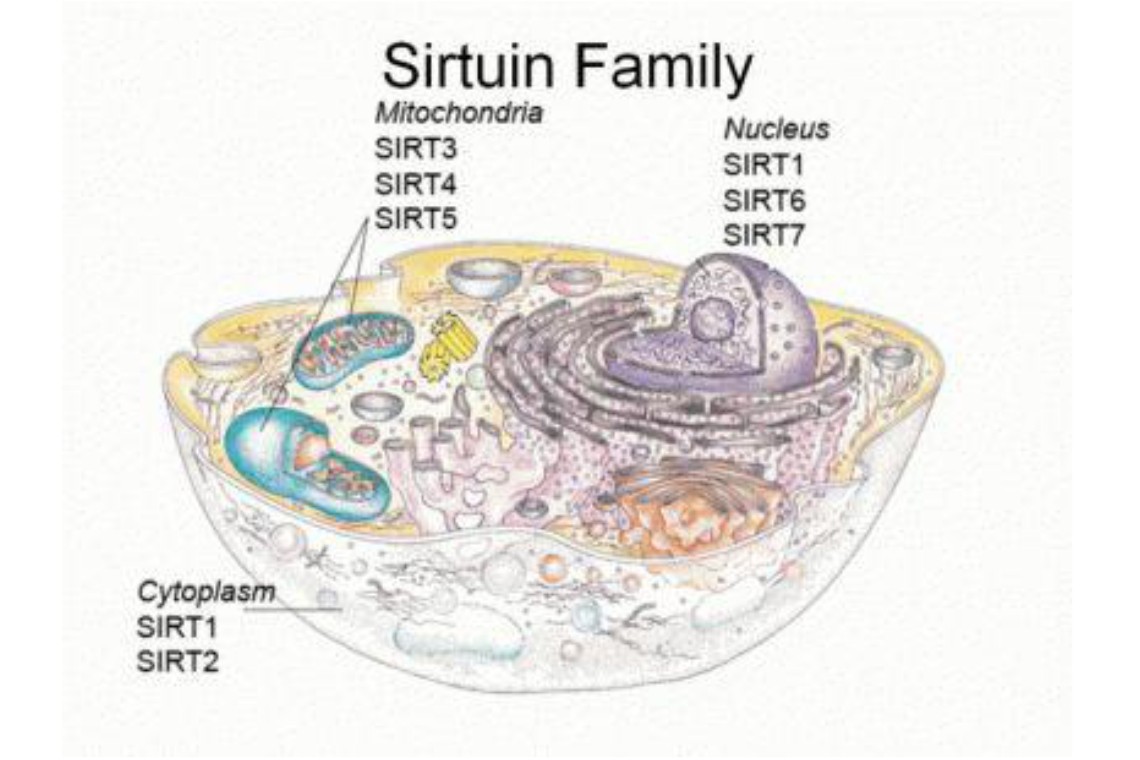 Sirtuin genes and where they are found in the cell