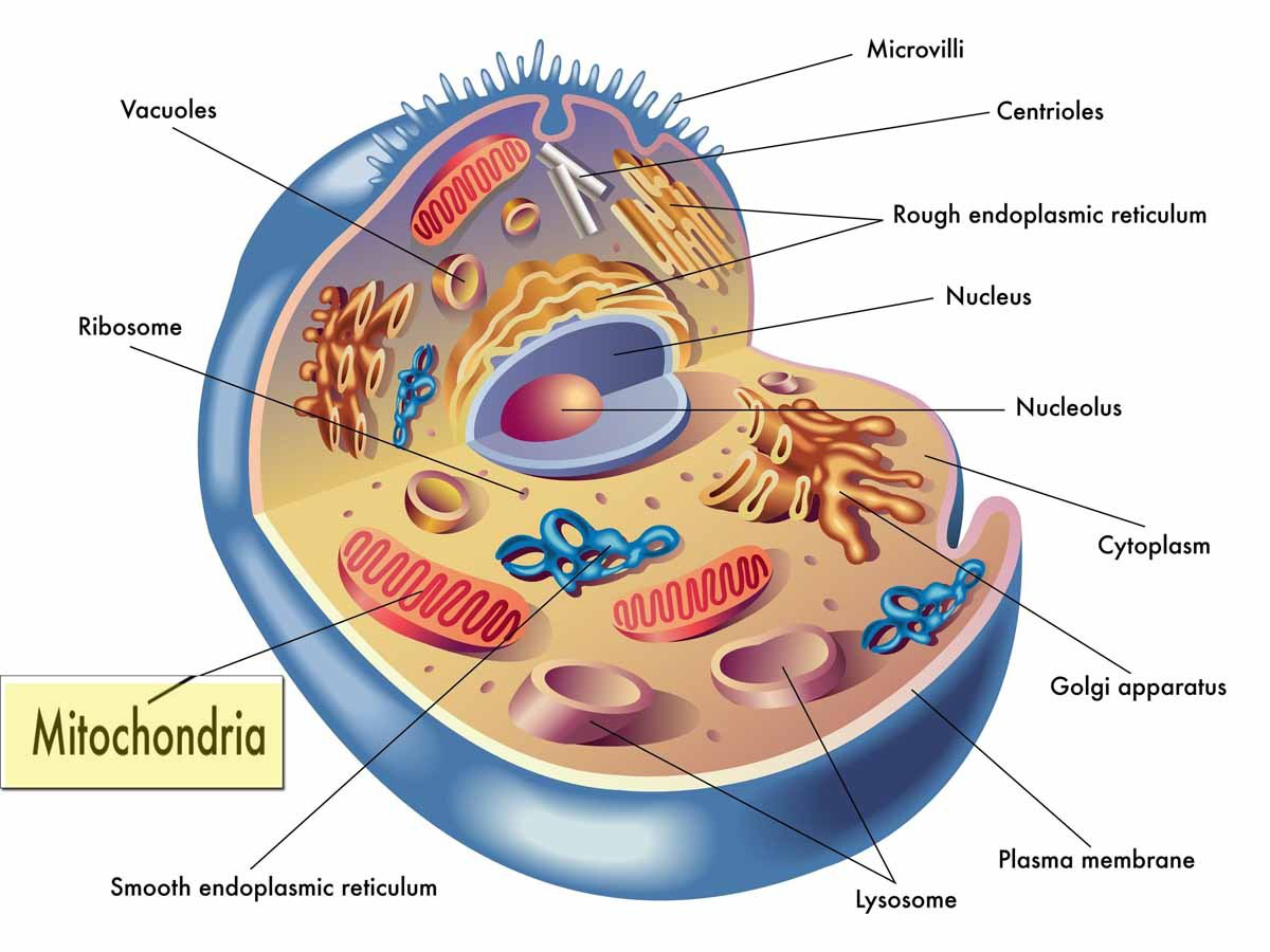 Mitochondria Relationship