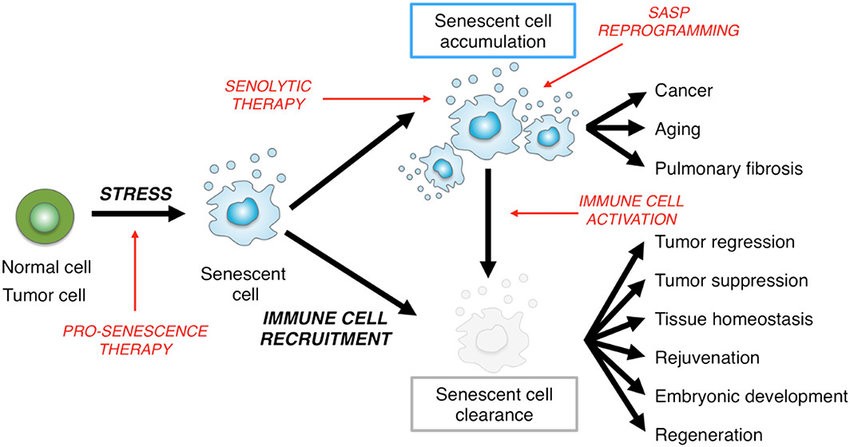 Senescent cell accumulation